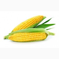 Куплю кукурузу не база