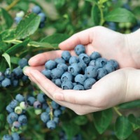 Нужны сезонные работники на сбор урожая ягод в Германии