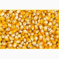 Пшеница, кукуруза - фуражная для кормовых целей