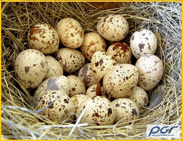 Фото 5. Яйца инкубационные перепела Феникс Золотистый - бройлер (селекция Франция)
