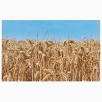 Озимая пшеница Чернява, семена (элита 1-я репродукция) урожай 2019 г ТОВ НВП Агро-Ритм