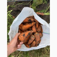 Продам моркву та цибулю від поставщика від 10 тонн