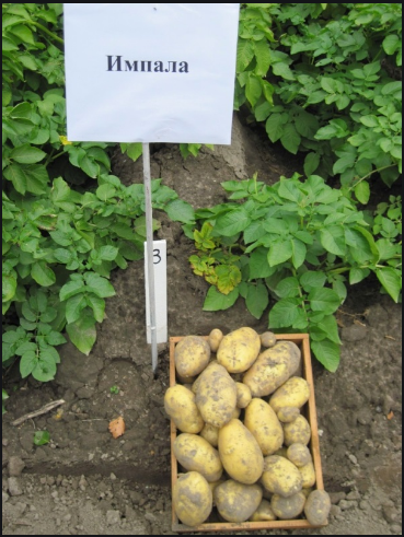 Фото 2. Семенной картофель элитных сортов. Отправляем почтой от 5 кг