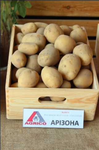 Фото 4. Семенной картофель элитных сортов. Отправляем почтой от 5 кг