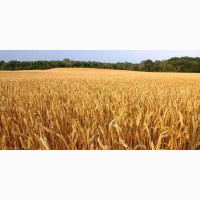 Озимая пшеница Шпаловка, семена (элита 1-я репродукция), урожай 2019 г, ТОВ НВП Агро-Ритм