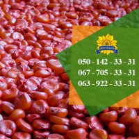Семена кукурузы / Насіння кукурудзи Дніпровський 181 СВ від ПБФ «Колос»