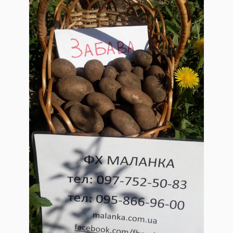 Фото 4. Купить семенной картофель Ривьера, Бела Роса и др. почтой ( картошка )