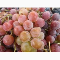 Почти даром виноград Лидия Розовая с Изабеллой 100 - 150 кг. Возможен бартер