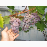 Почти даром виноград Лидия Розовая с Изабеллой 100 - 150 кг. Возможен бартер