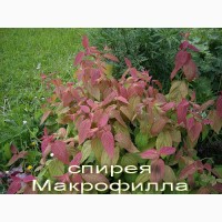 Дейция махровая шикарный декоративный кустарник