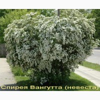 Дейция махровая шикарный декоративный кустарник