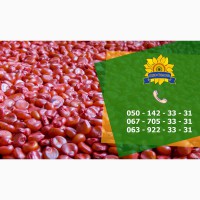 Семена кукурузы / Насіння кукурудзи Подільський 274 СВ від ПБФ «Колос»