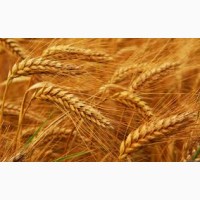 Озимая пшеница Антоновка, семена (1-я репродукция), урожай 2019 г, ТОВ НВП Агро-Ритм