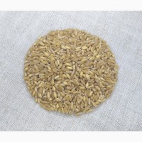 Насіння пшениці твердої озимої, Прима Унави, РР.НН.С