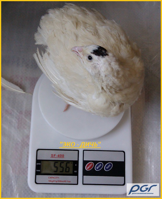 Фото 2. Яйца инкубационные перепела Белый Техасец - бройлер (США Texas A M)