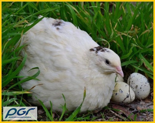 Фото 4. Яйца инкубационные перепела Белый Техасец - бройлер (США Texas A M)