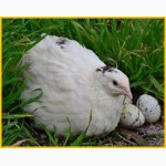 Яйца инкубационные перепела Белый Техасец - бройлер (США Texas A M)