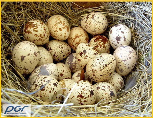 Фото 5. Яйца инкубационные перепела Белый Техасец - бройлер (США Texas A M)