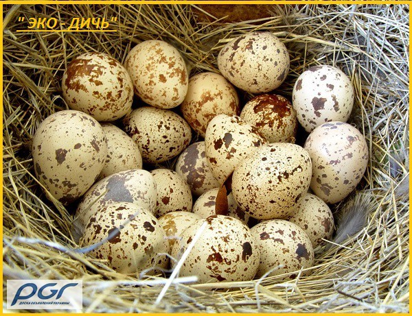 Фото 6. Яйца инкубационные перепела Фараон (селекция Испания)