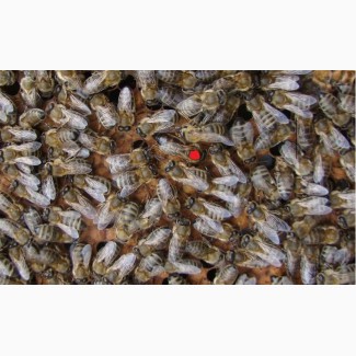 Неплодные пчелиные матки пород Украинская степная, Бакфаст, Карника, Итальянка