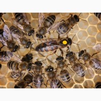 Пчелиные матки Карника Ф1 (пчеломатки)