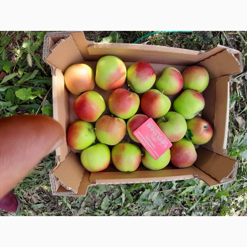 Фото 2. Продам яблоки от поставщика