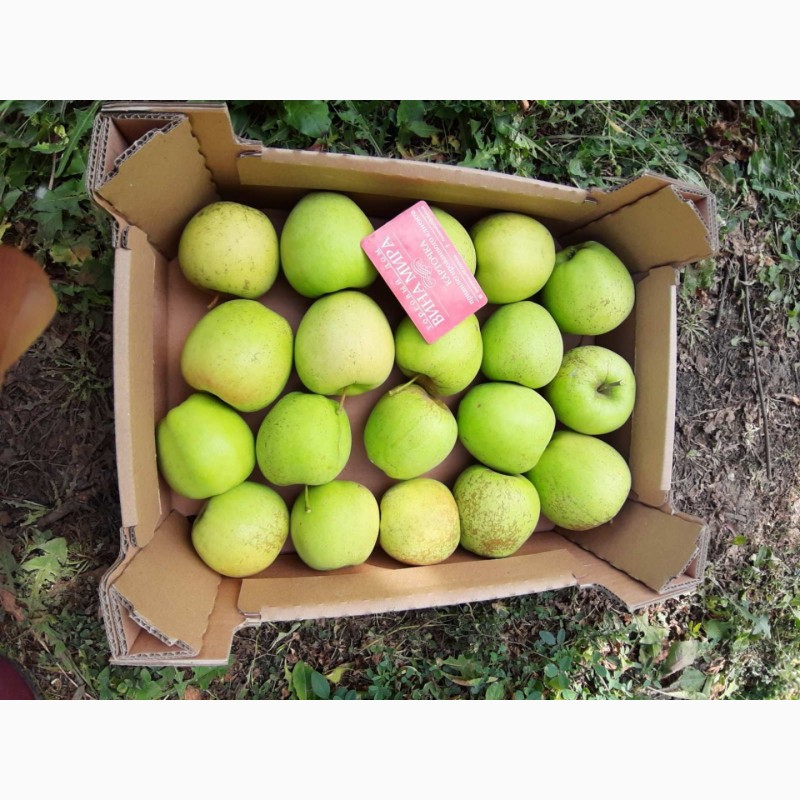 Фото 3. Продам яблоки от поставщика
