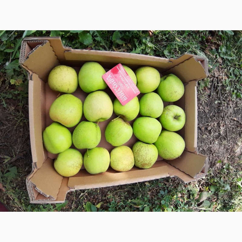 Фото 4. Продам яблоки от поставщика
