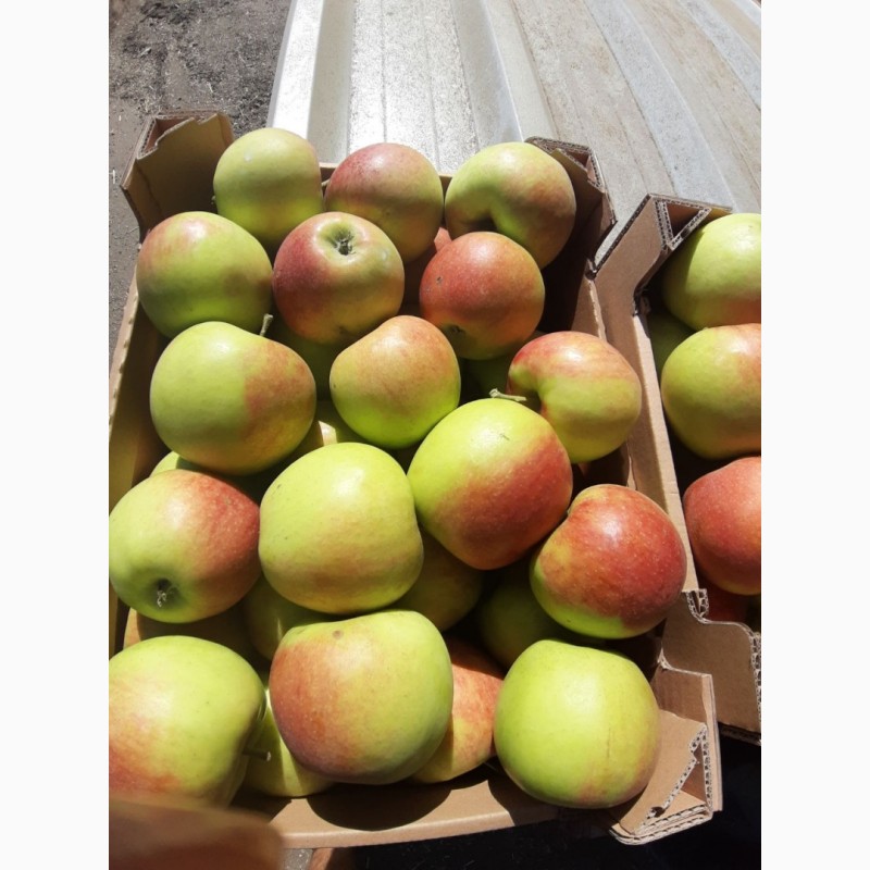 Фото 5. Продам яблоки от поставщика