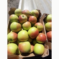 Продам яблоки от поставщика