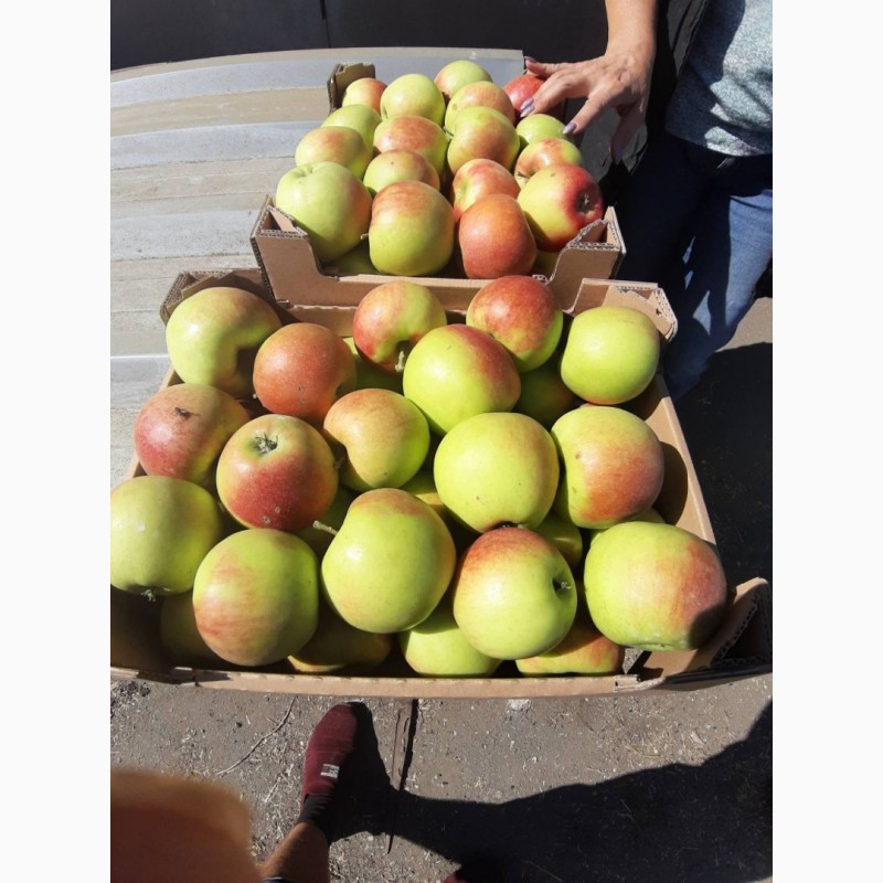Фото 7. Продам яблоки от поставщика