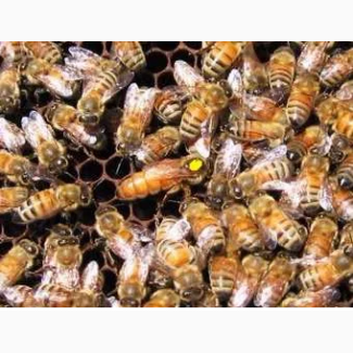 Пчелиные матки Итальянской породы Ф1 (пчеломатки)