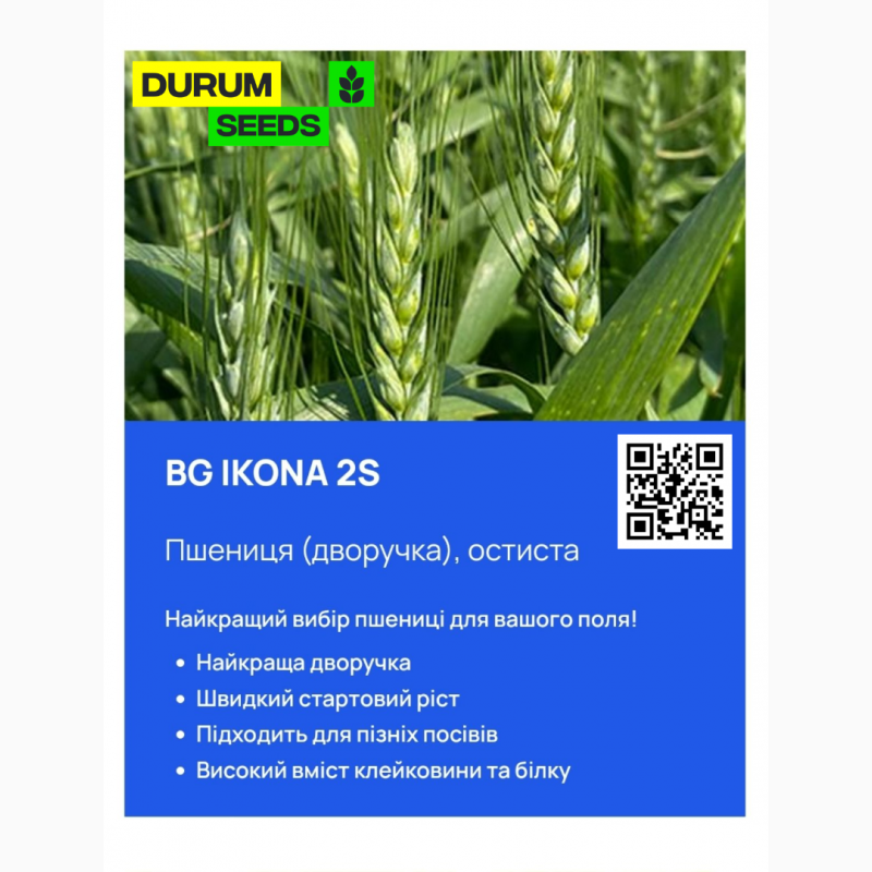 Фото 6. Насіння пшениці 2024 (Оригінатор - Biogranum, Сербія), Durum Seeds