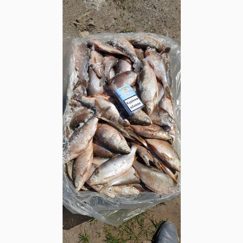 Фото 3. Продам ставковую рыбу в ассортименте: толстолоб, карп, амур, карась, щука. Опт