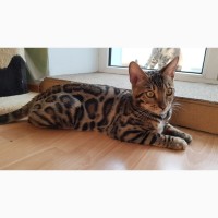 Бенгальская кошка (Бенгал) купить в Киеве