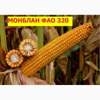 Семена кукурузы Монблан ФАО 320 (экстра фракция) Семанс франция