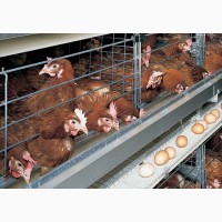 Нужны работники на куриную ферму в Чехии