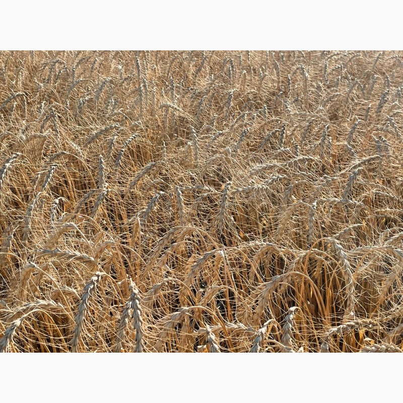 Фото 2. Насіння пшениці спельти Евріка, супер еліта
