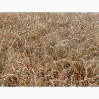 Насіння пшениці спельти Евріка, супер еліта