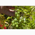 Тзимбало или Паслен карипенс или мини Пепино (лат. Solanum caripense)