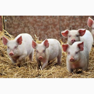 Реализуем живых свиней. Продажа свиней 10-130 кг от производителя
