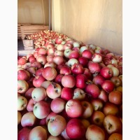 Продам свіжі яблука
