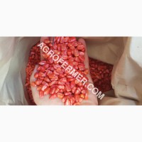 Семена кукурузы CORBIN FS - 899 ФАО Канадский трансгенный гибрид