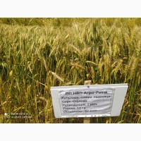 Озимая пшеница Сталева, семена (элита ) урожай 2021 г