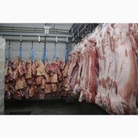 М#039;ясо оптом від виробника. Напівтуші свинні, елементи та субпродукти