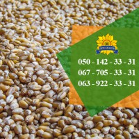 Семена пшеницы Тацитус / Насіння пшениці від ПБФ «Колос»