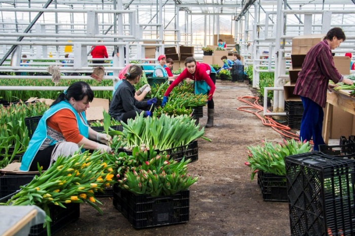 Работа и вакансии на цветочном предприятии в Голландии