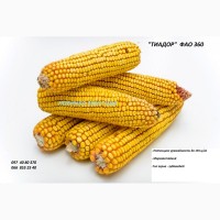 Семена кукурузы Тиадор - ФАО 360, гибрид F1, (Семанс Франция)
