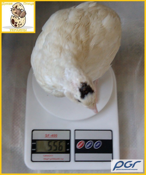 Фото 2. Яйца инкубационные перепела Техасец - супер бройлер (США)