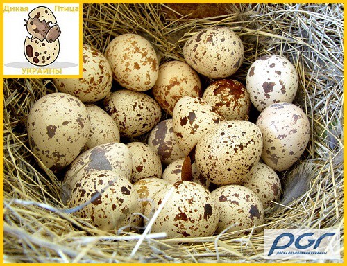 Фото 6. Яйца инкубационные перепела Техасец - супер бройлер (США)